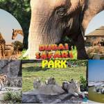 Dubai Safari Park profile picture