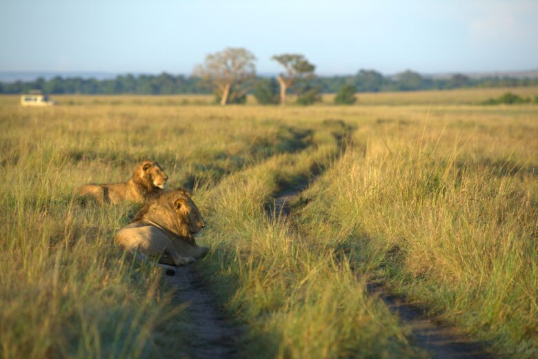 Book Your Escape and Unforgettable Retreats in Masai Mara | Ilora Retreats