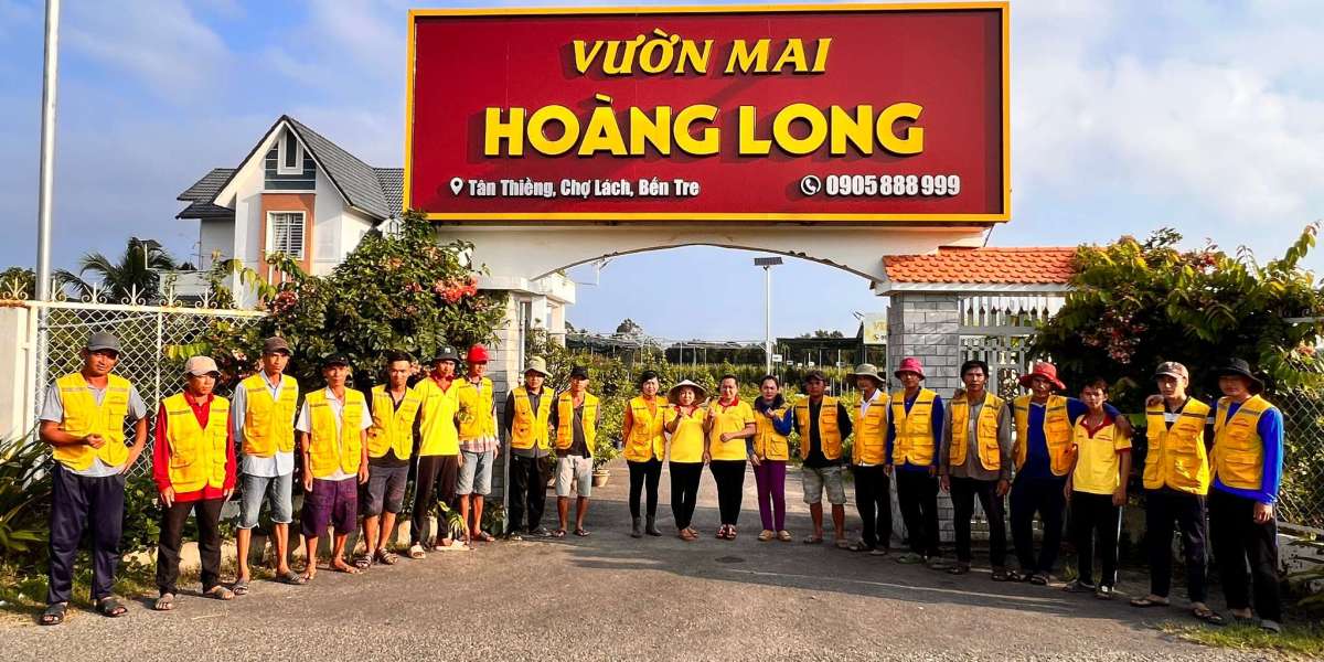 Mai Vàng Bình Định Tràn Về Miền Tây: Tinh Hoa Từ Làng Mai Cổ Kính[/b]